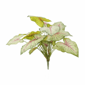 CALADIUM (REAL TOUCH)