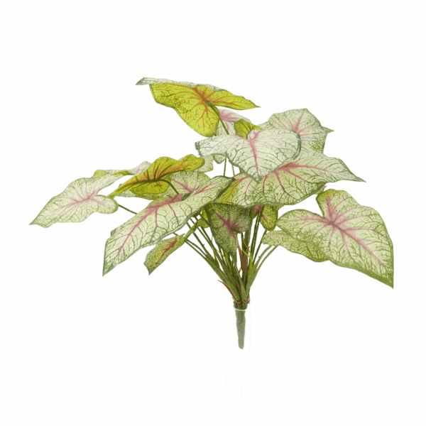 CALADIUM (REAL TOUCH)