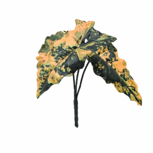 ALOCASIA (REAL TOUCH)
