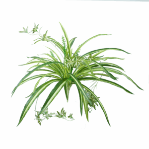 SPIDER PLANT
