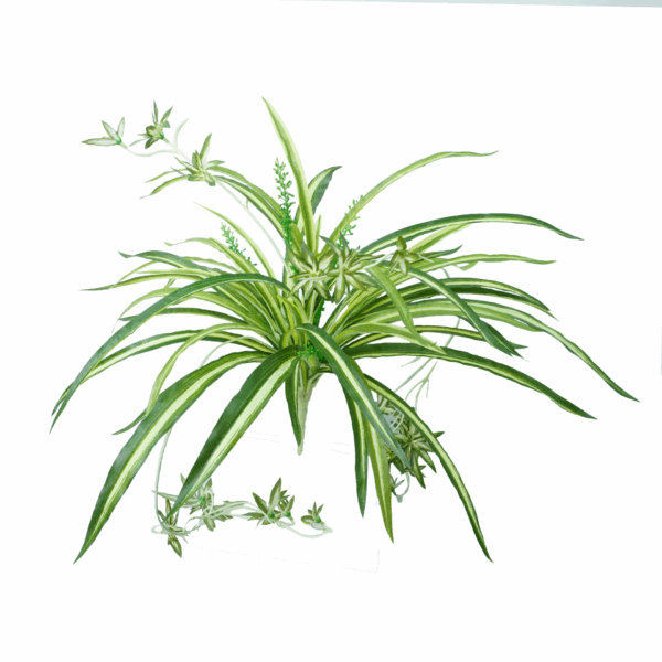 SPIDER PLANT