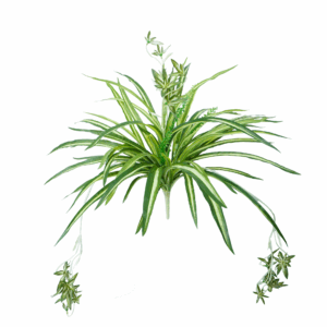 SPIDER PLANT