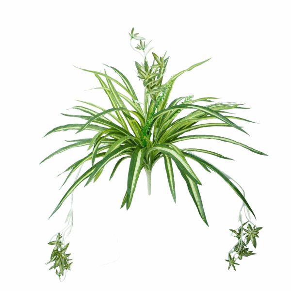 SPIDER PLANT