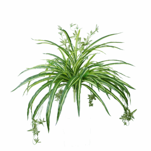 SPIDER PLANT