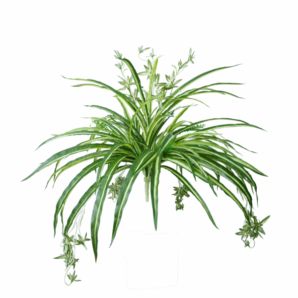 SPIDER PLANT