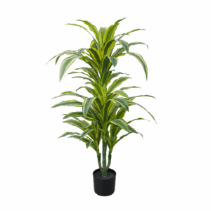 YUCCA