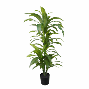 YUCCA