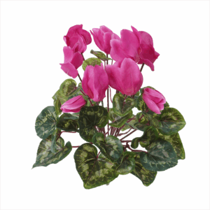 CYCALMEN BUSH (REAL TOUCH LEAF)