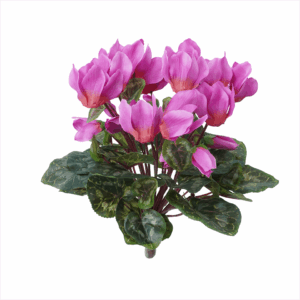 CYCALMEN BUSH (REAL TOUCH LEAF)