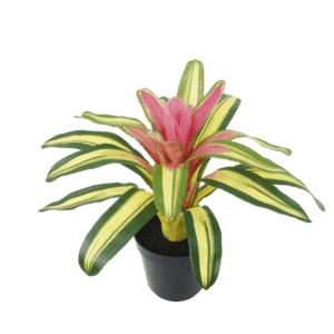BROMELIAD