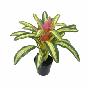 BROMELIAD