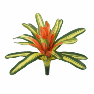 BROMELIAD