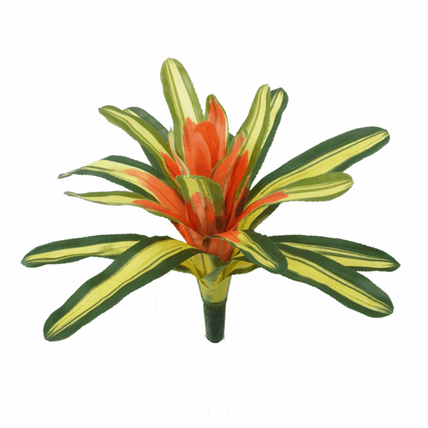 BROMELIAD