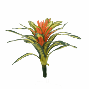 BROMELIAD