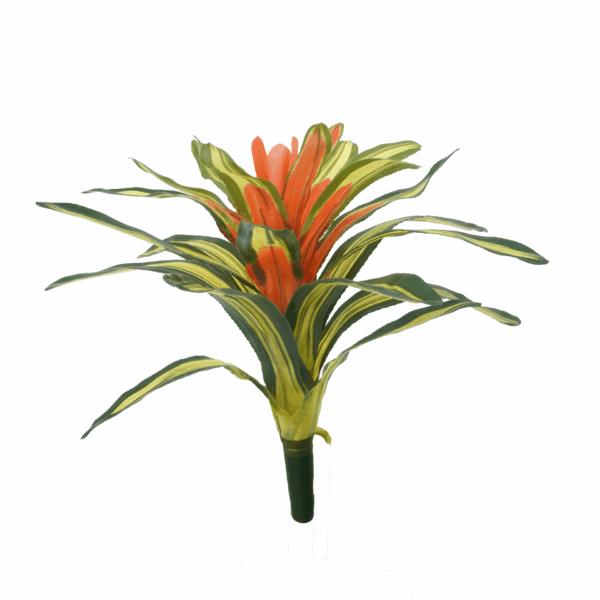 BROMELIAD