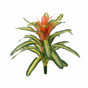 BROMELIAD