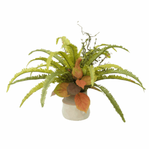 MIX BOSTON FERN