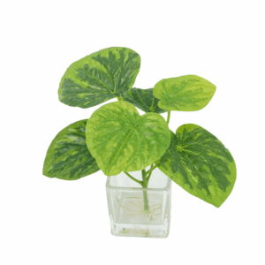 PEPEROMIA CAPERATA (REAL TOUCH)