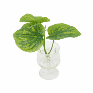 PEPEROMIA CAPERATA (REAL TOUCH)