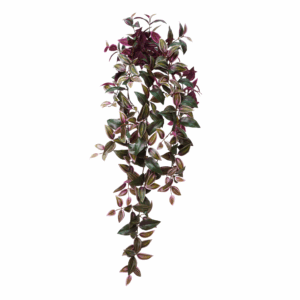 MED.WANDERING JEW