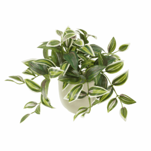 WANDERING JEW