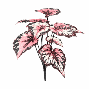 BEGONIA (REAL TOUCH)