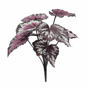 BEGONIA (REAL TOUCH)