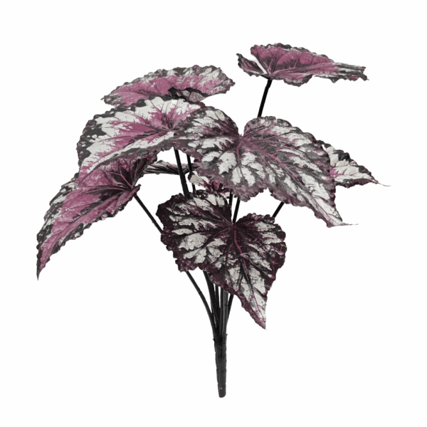 BEGONIA (REAL TOUCH)