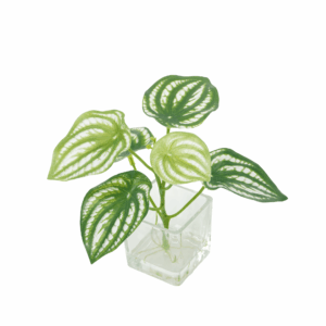 WATERMELON PEPEROMIA (REAL TOUCH)