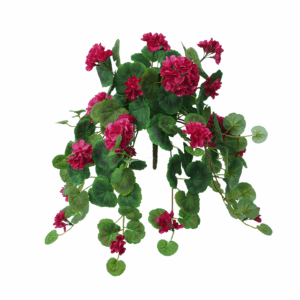 GERANIUM
