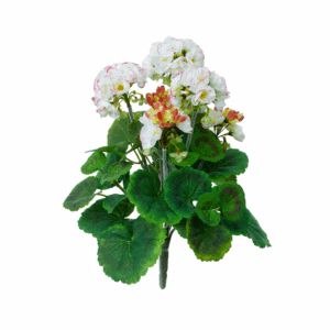 GERANIUM