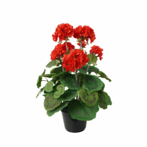 GERANIUM