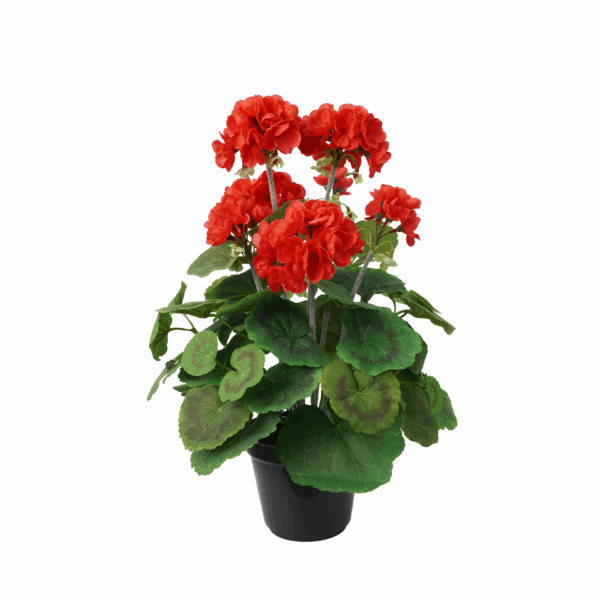 GERANIUM