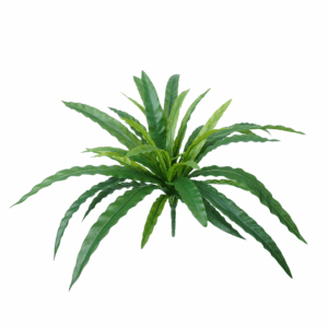 ASPLENIUM FERN