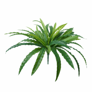 ASPLENIUM FERN