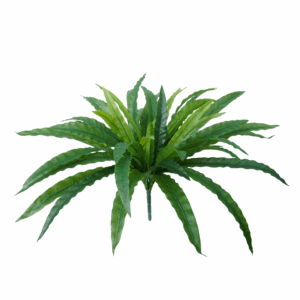 ASPLENIUM FERN