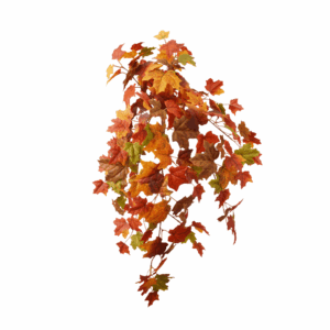 FALL MAPLE