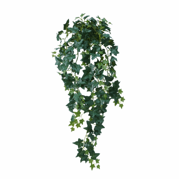 ALOCASIA