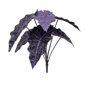 ALOCASIA (REAL TOUCH)