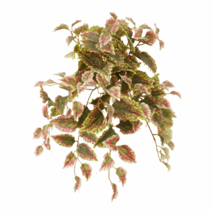 FALL COLEUS