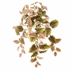FALL COLEUS