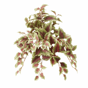 FALL COLEUS