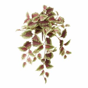 FALL COLEUS