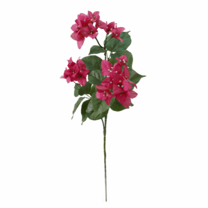 BOUGAINVILLEA