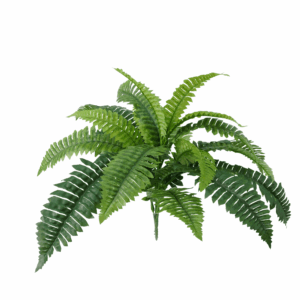 FRST GAINT BOSTON FERN