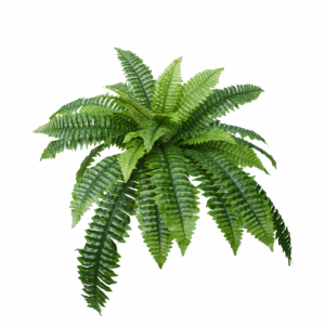GAINT BOSTON FERN