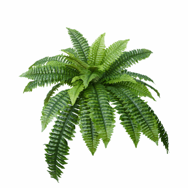 GAINT BOSTON FERN