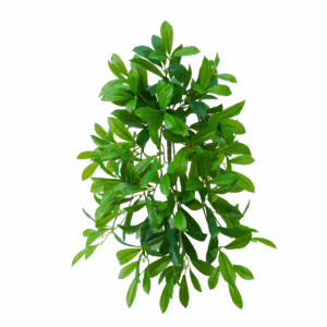 LAUREL LEAF