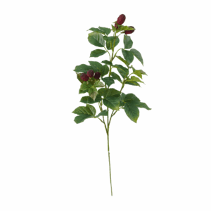 RASPBERRY (REAL TOUCH)