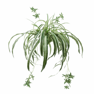 SPIDER PLANT